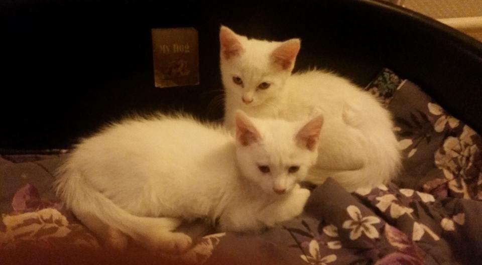 Huskat Vera billede 1