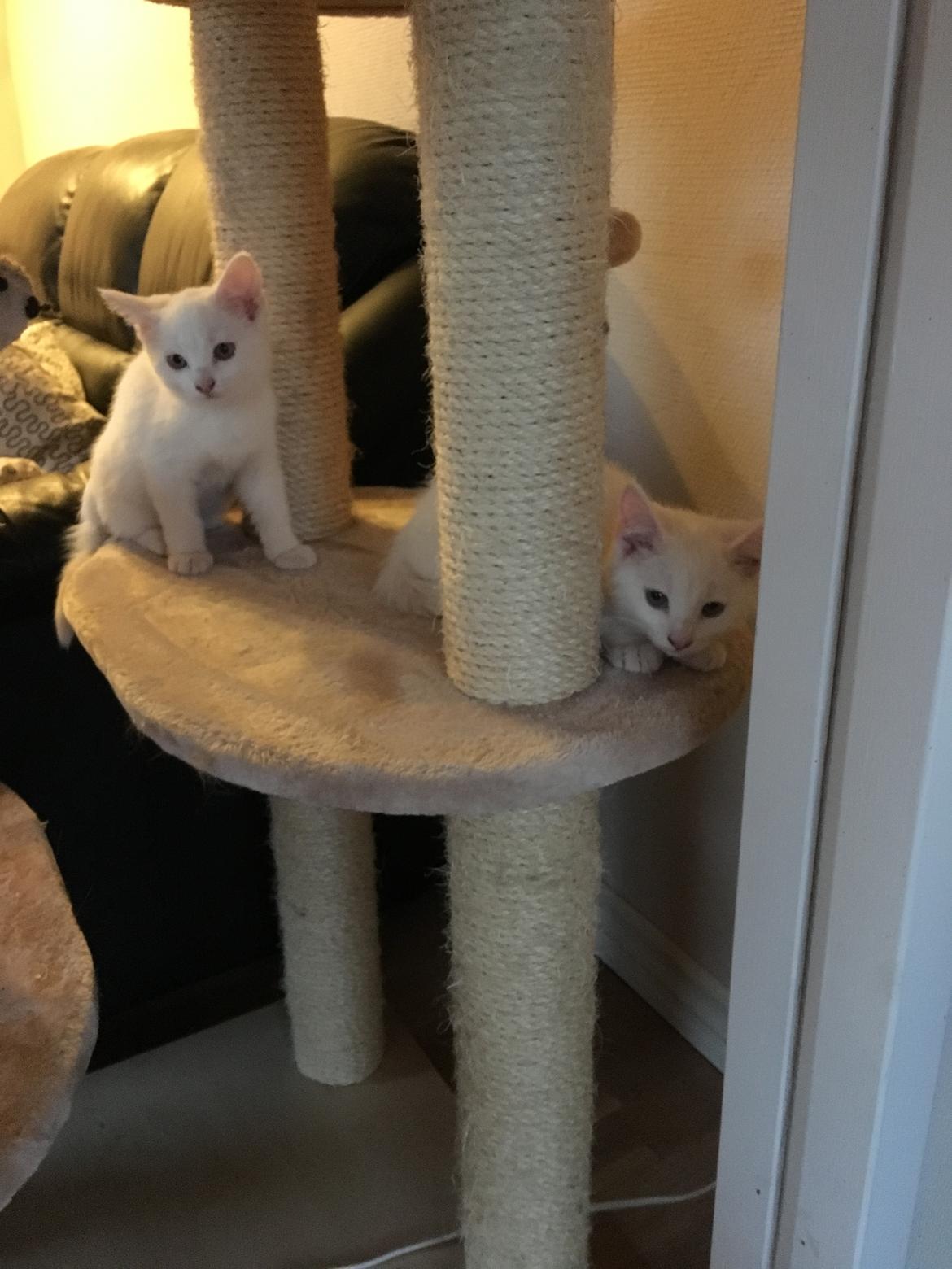 Huskat Vera billede 2