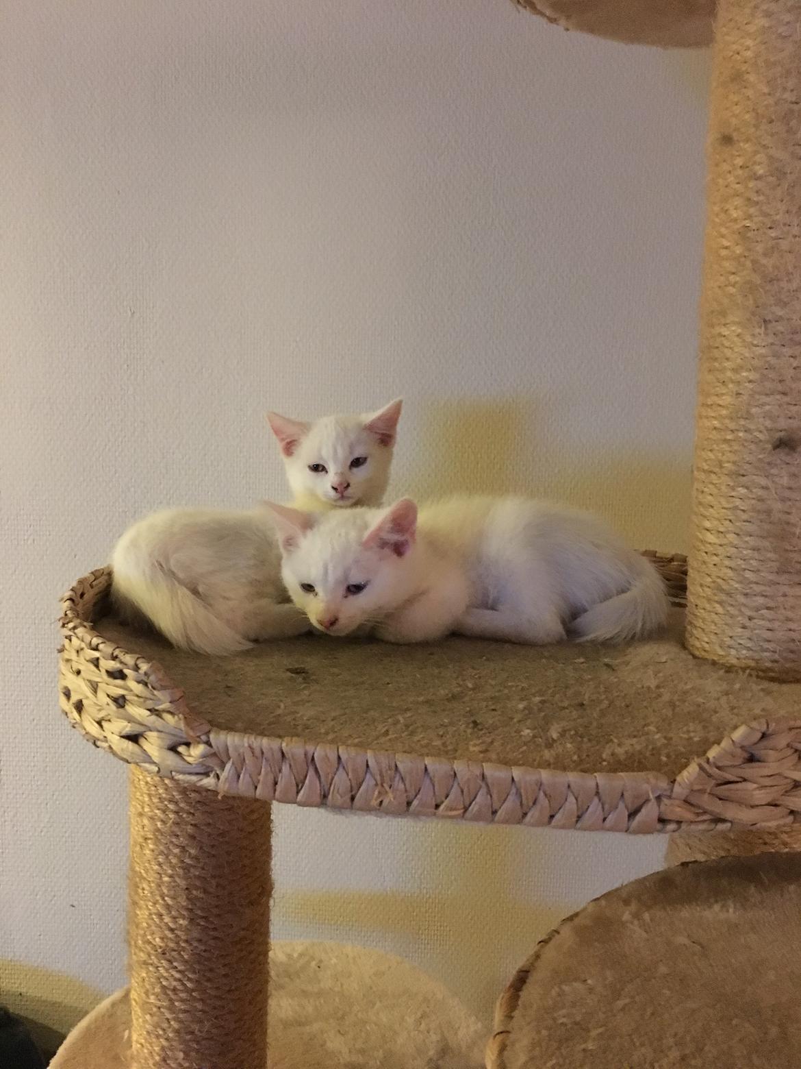 Huskat Vera billede 3