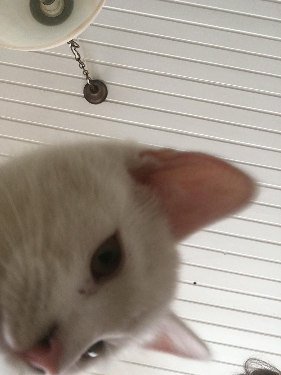 Huskat Vera - Selfie billede 5