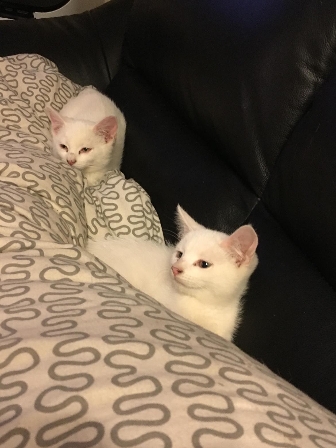 Huskat Vera billede 4