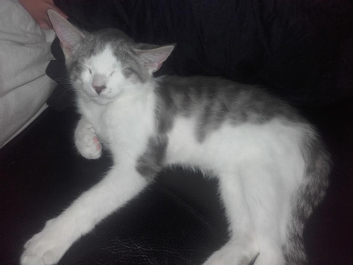 Huskat Winston Clovis billede 5