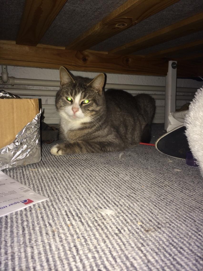 Blanding af racer Prins billede 39