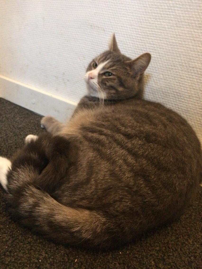 Blanding af racer Prins billede 40