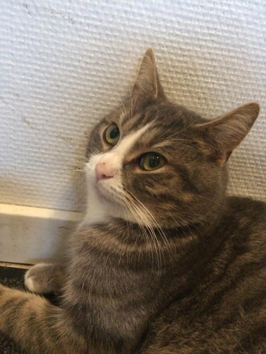 Blanding af racer Prins billede 41