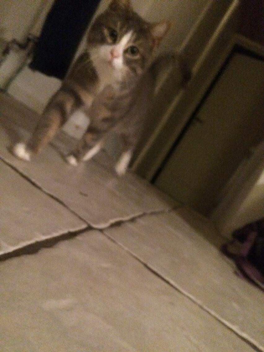 Blanding af racer Prins billede 42