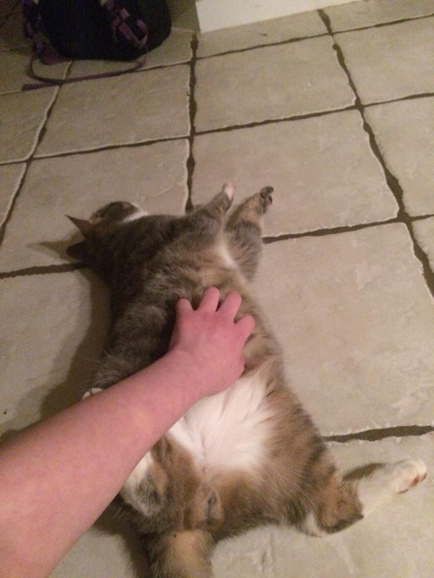 Blanding af racer Prins billede 44