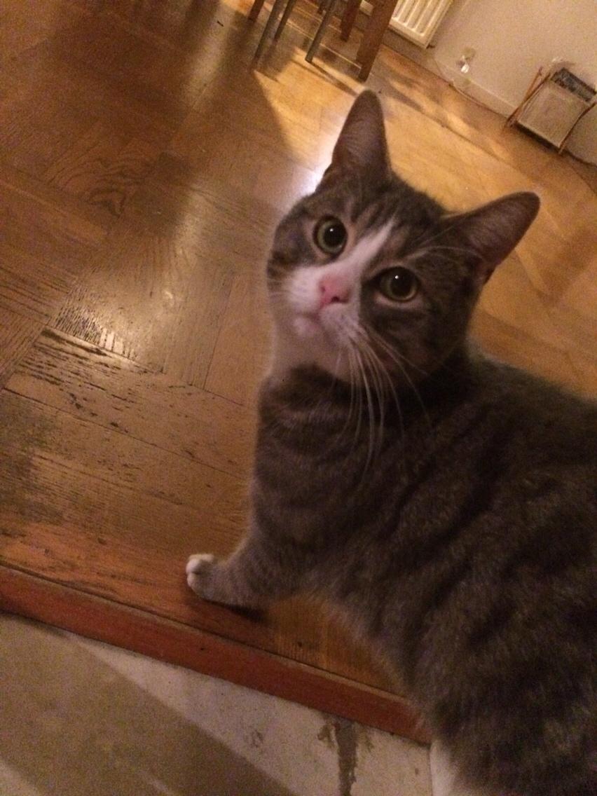 Blanding af racer Prins billede 43