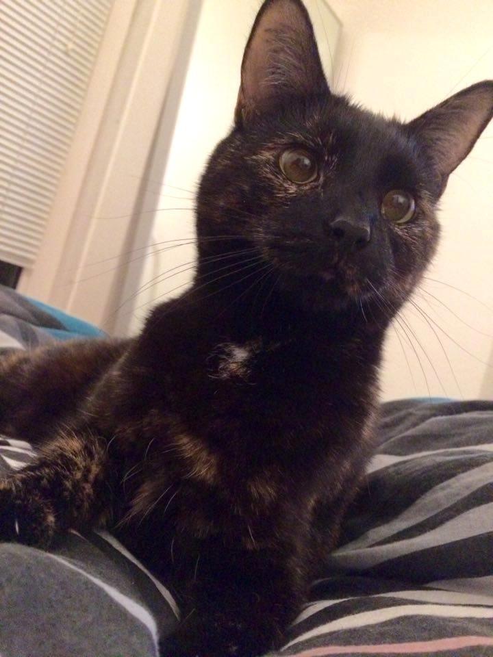 Huskat Saga billede 2