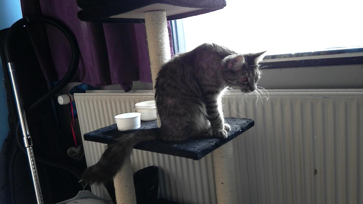 Blanding af racer Lucky Hera billede 3