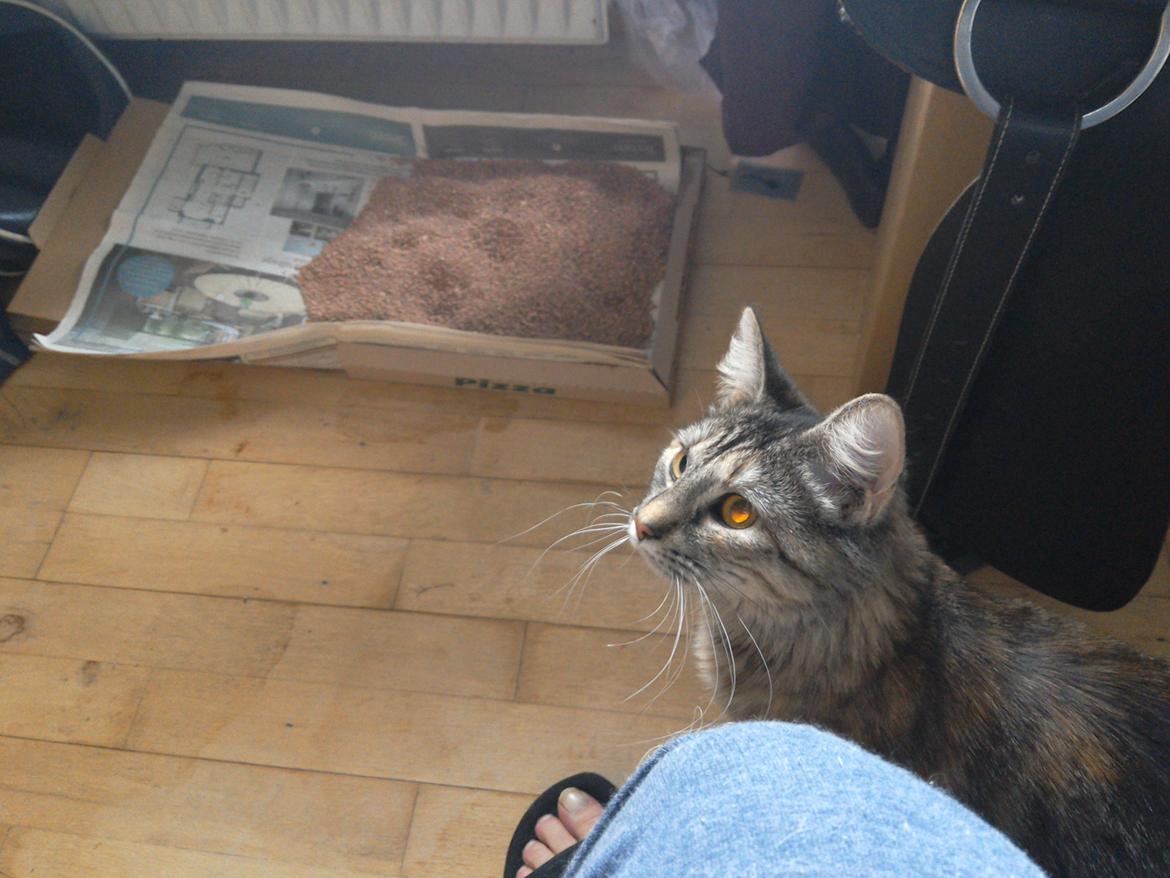 Blanding af racer Lucky Hera billede 4