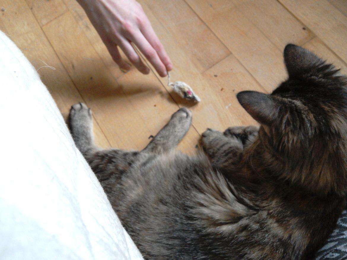 Blanding af racer Lucky Hera billede 5