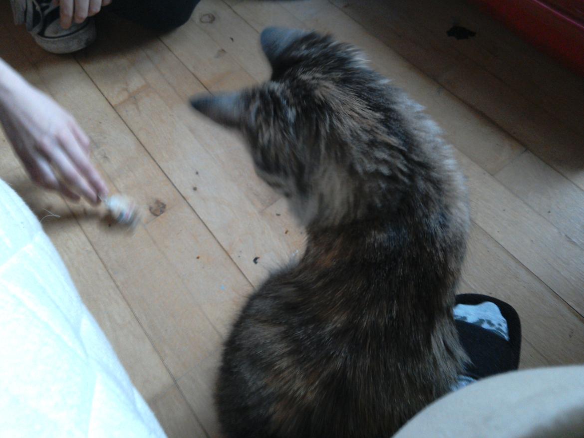 Blanding af racer Lucky Hera billede 6