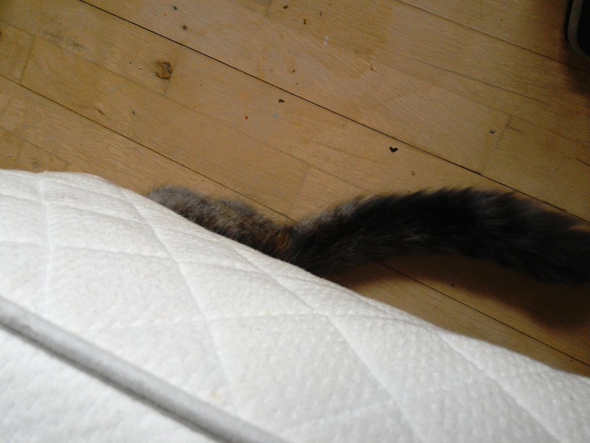 Blanding af racer Lucky Hera billede 7