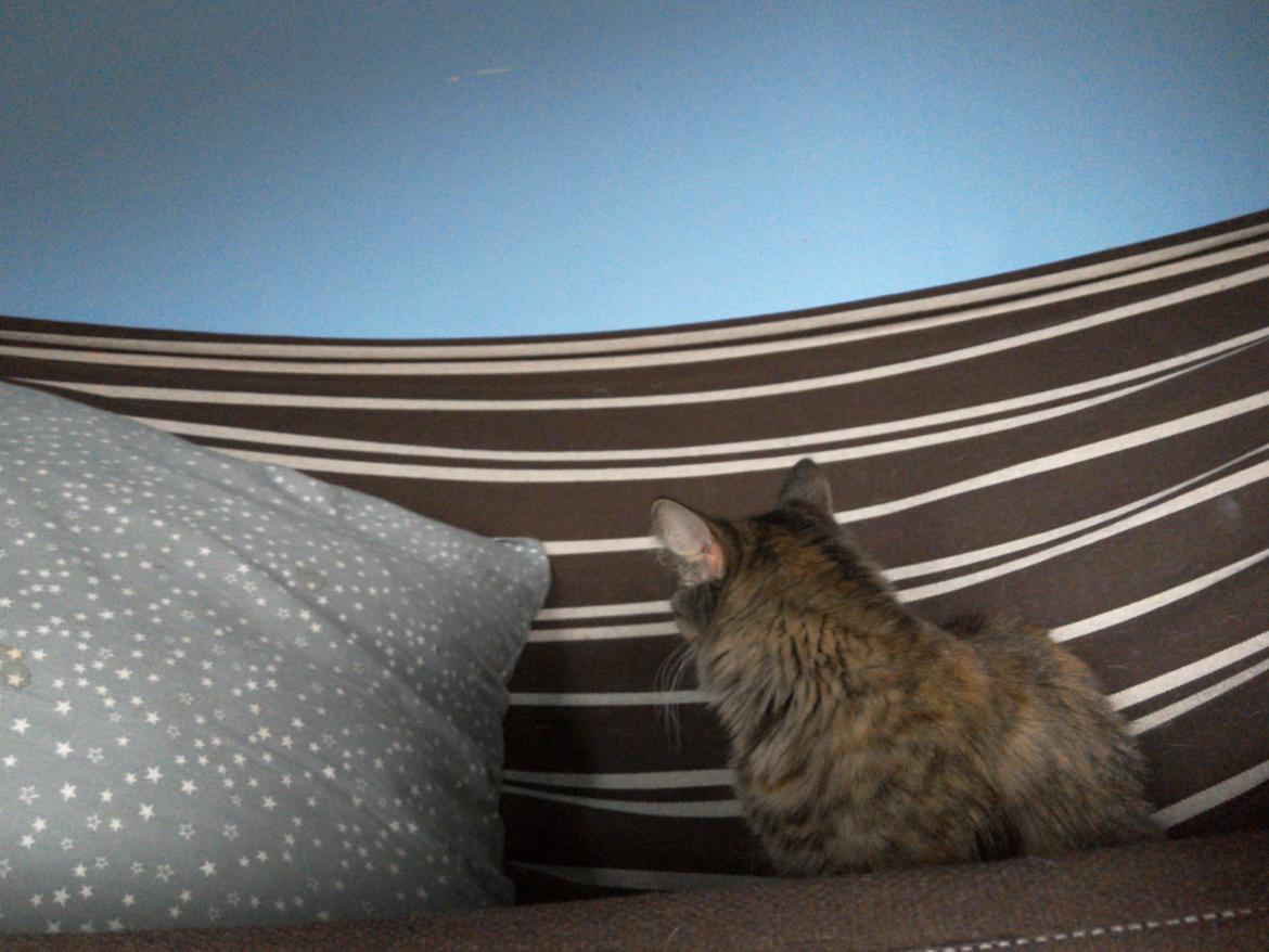 Blanding af racer Lucky Hera billede 8