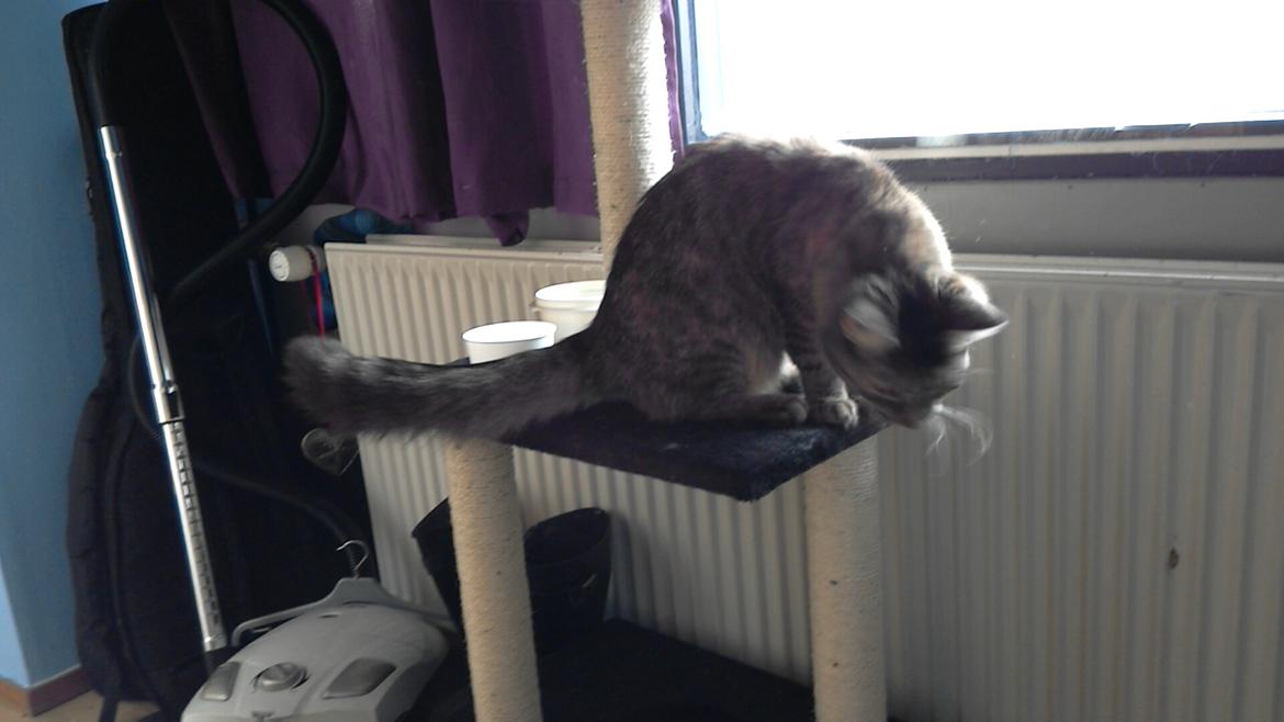 Blanding af racer Lucky Hera billede 2