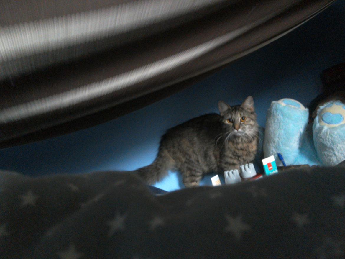 Blanding af racer Lucky Hera billede 9