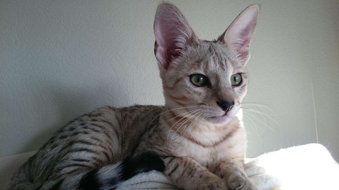 Savannah VikingSavannahs"SHEBA" billede 5