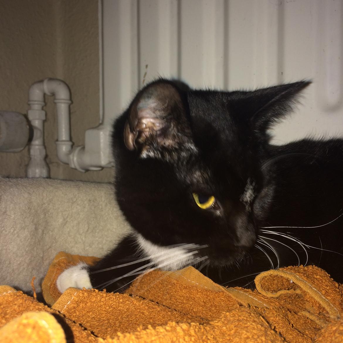 Huskat McGonagall billede 9