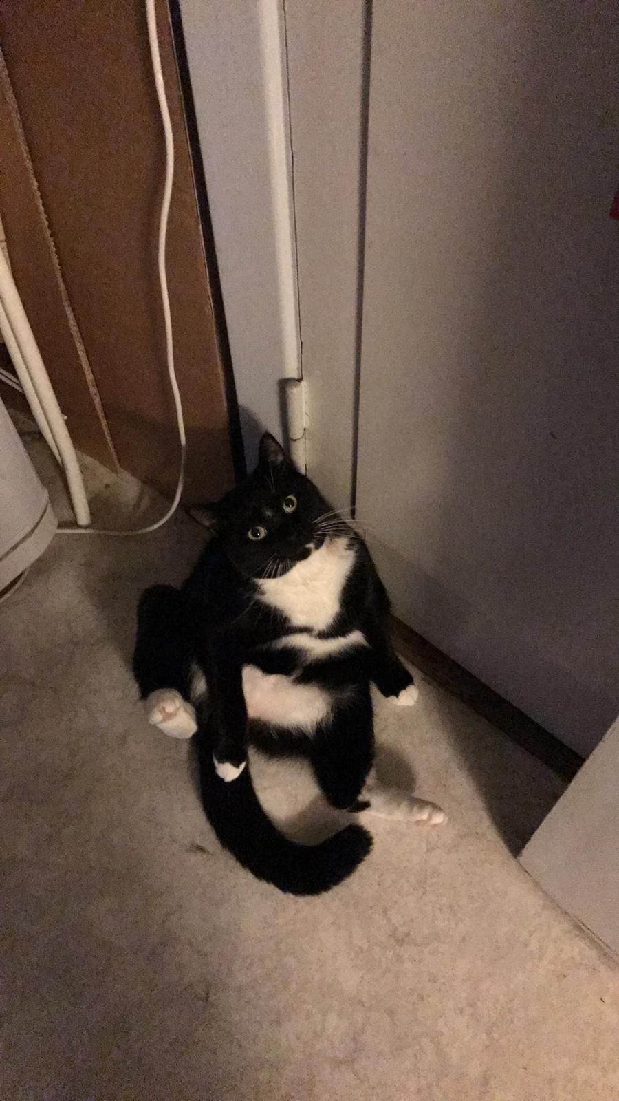 Huskat McGonagall billede 11