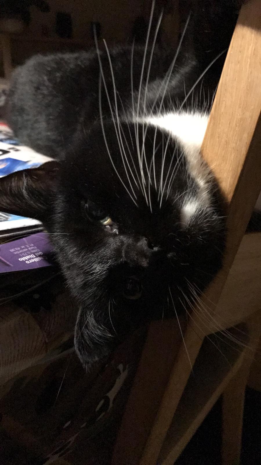 Huskat McGonagall billede 10