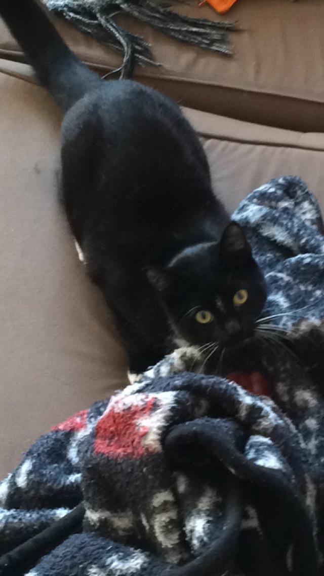 Huskat McGonagall billede 13