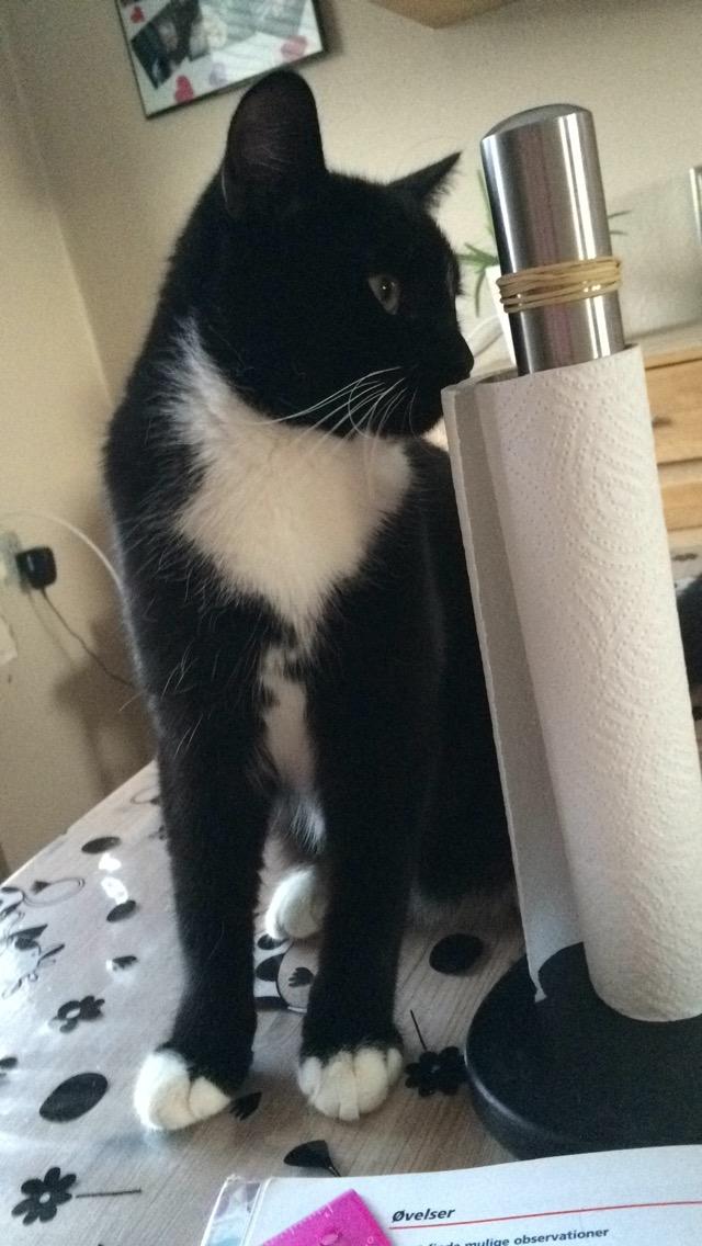 Huskat McGonagall billede 14