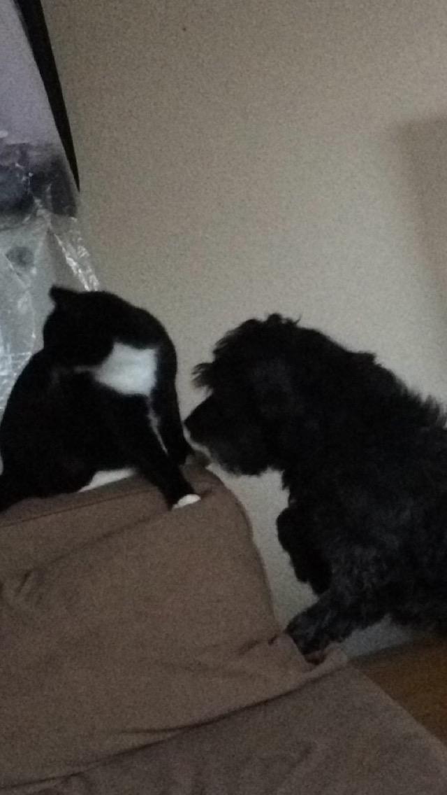 Huskat McGonagall billede 15