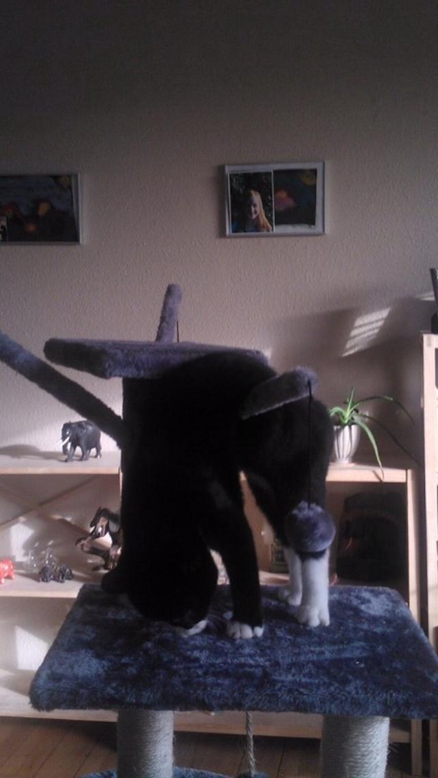 Huskat McGonagall billede 16