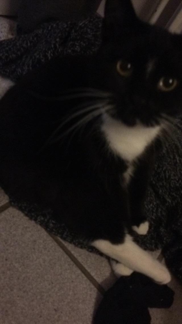 Huskat McGonagall billede 18