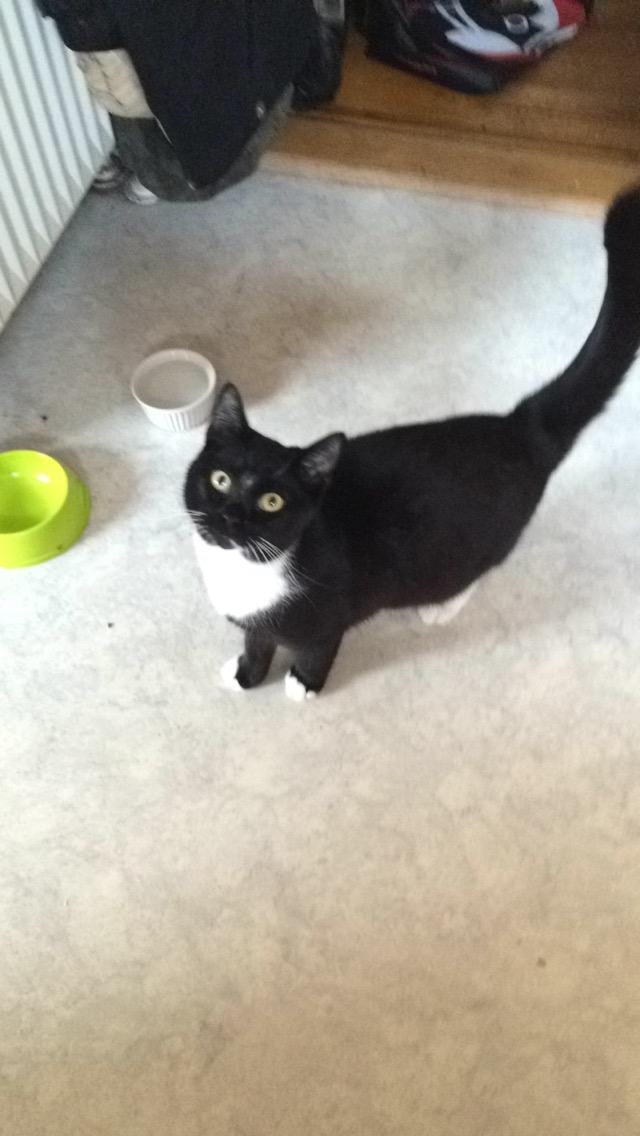 Huskat McGonagall billede 21