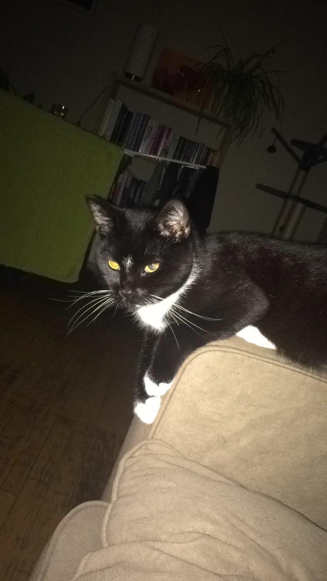 Huskat McGonagall billede 22