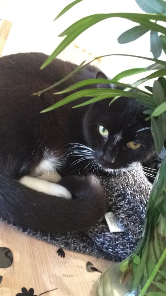 Huskat McGonagall billede 23