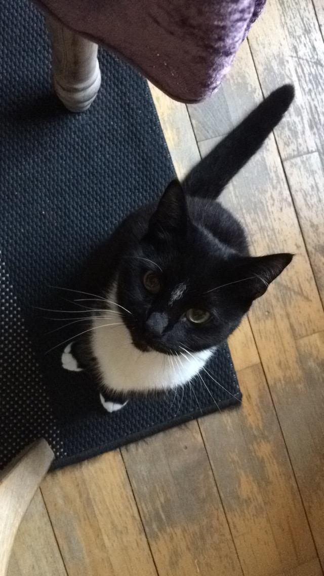 Huskat McGonagall billede 26