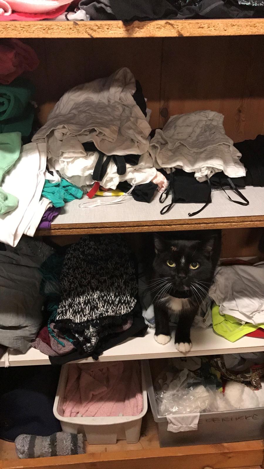 Huskat McGonagall billede 27