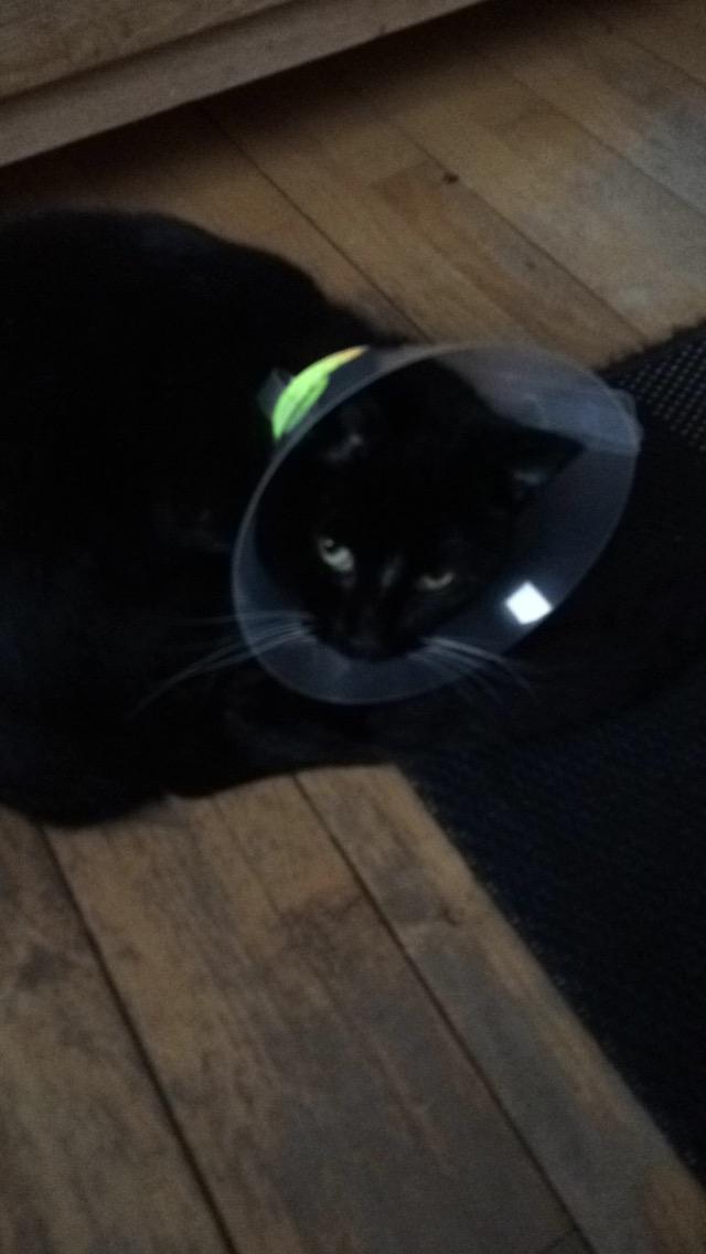 Huskat McGonagall billede 19