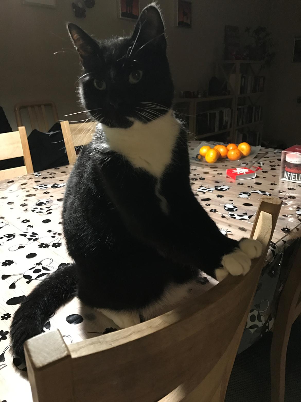 Huskat McGonagall billede 30