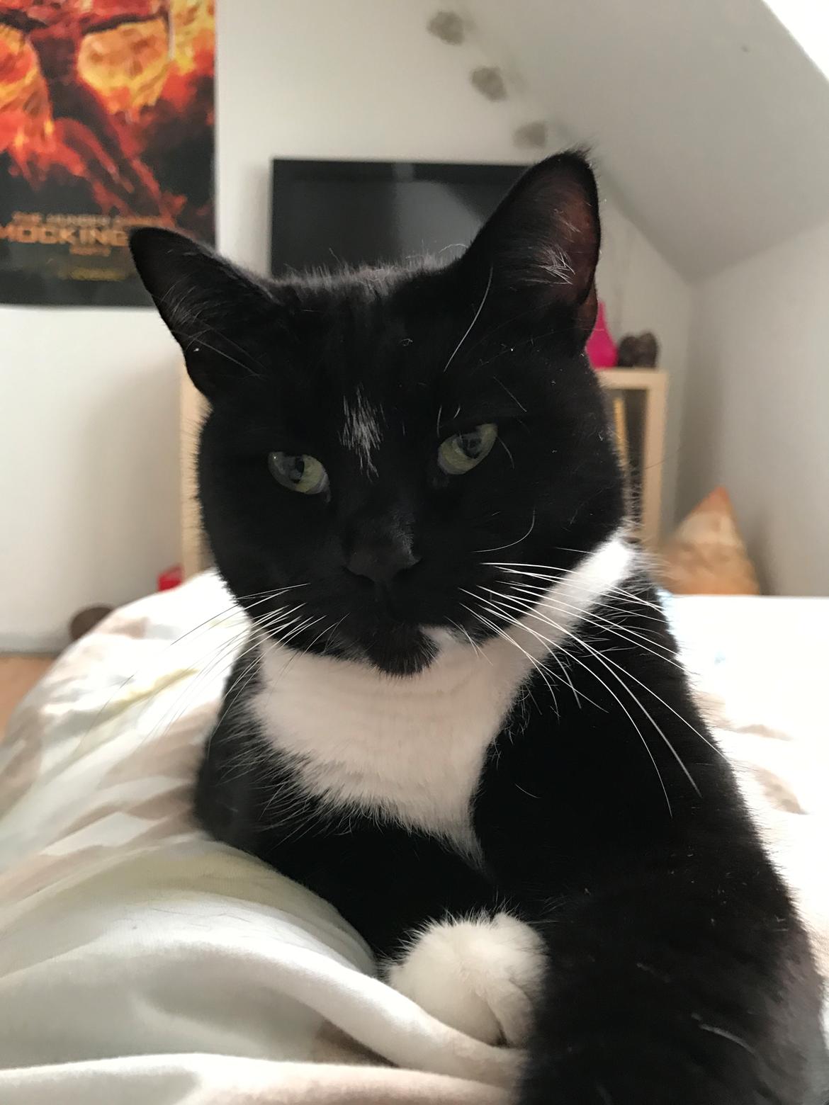 Huskat McGonagall billede 1