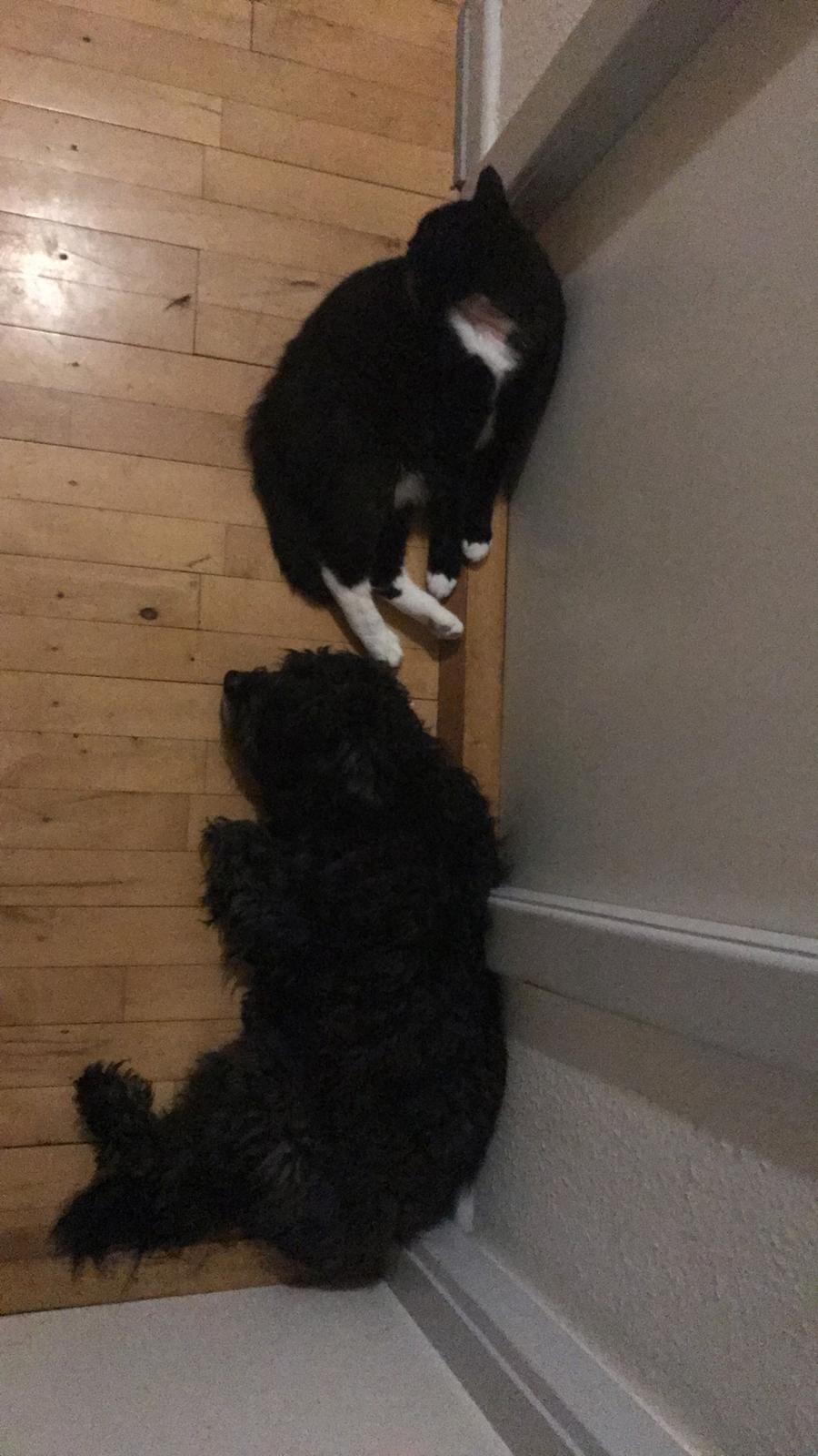 Huskat McGonagall billede 31