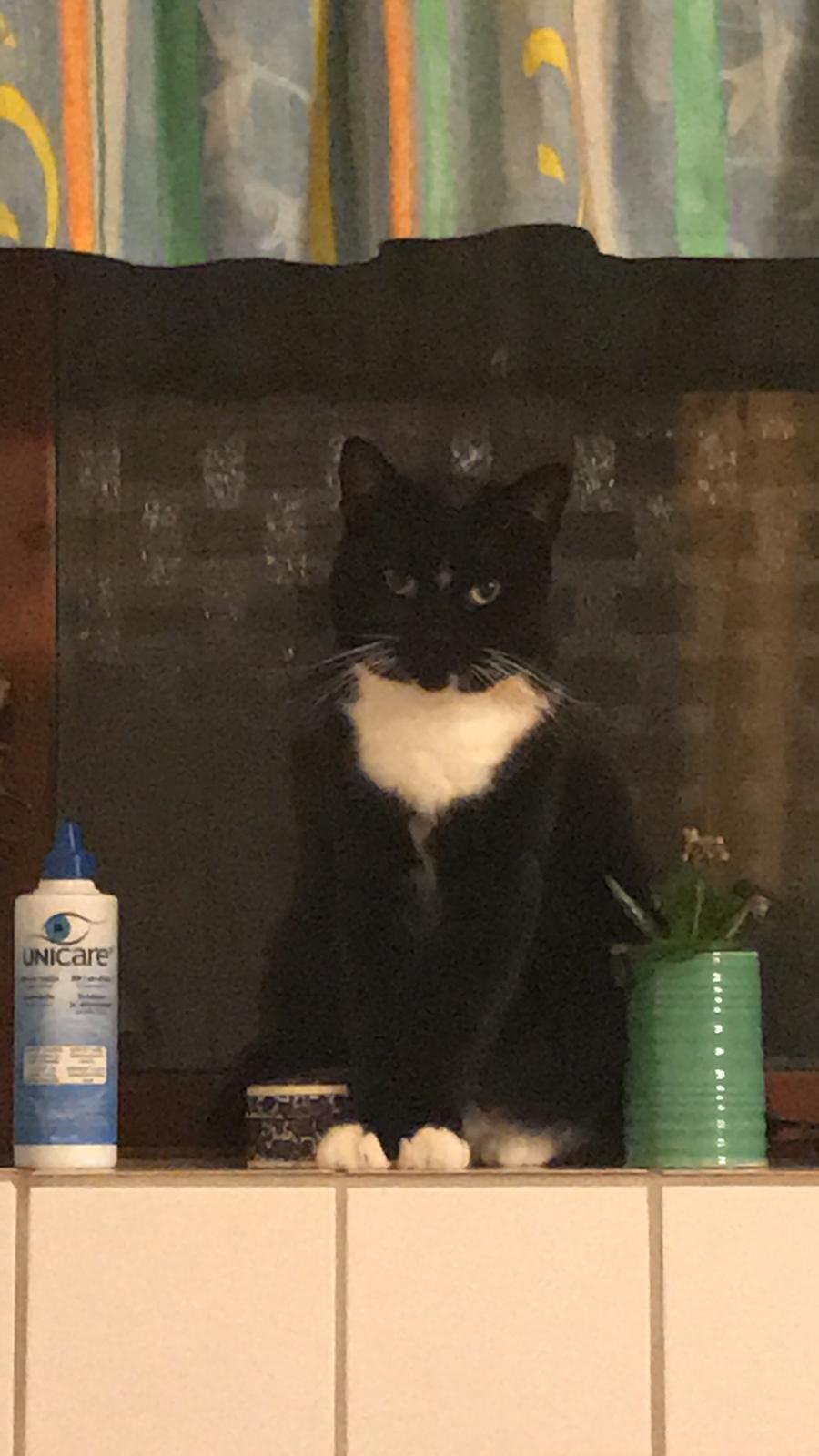 Huskat McGonagall billede 32