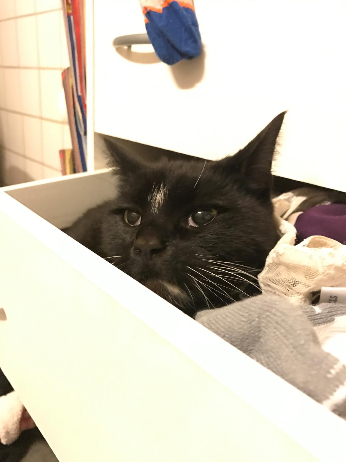 Huskat McGonagall billede 28