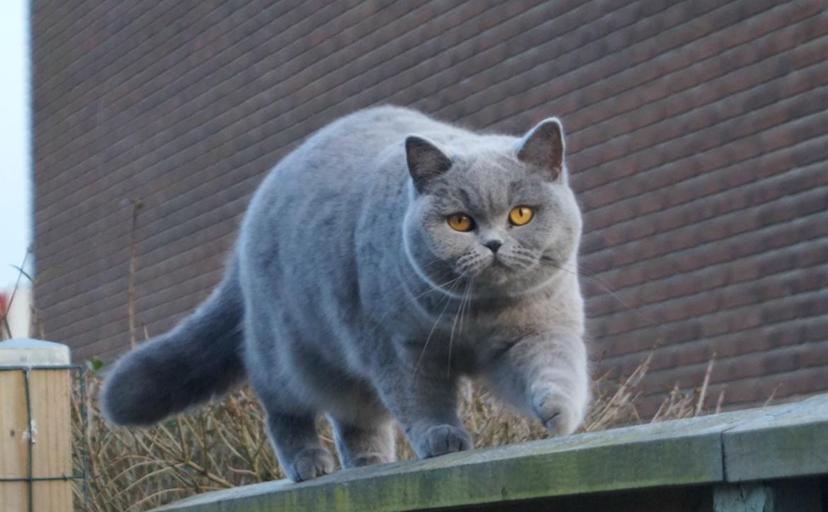 British Shorthair Guddi(Petrines Gurli) billede 2