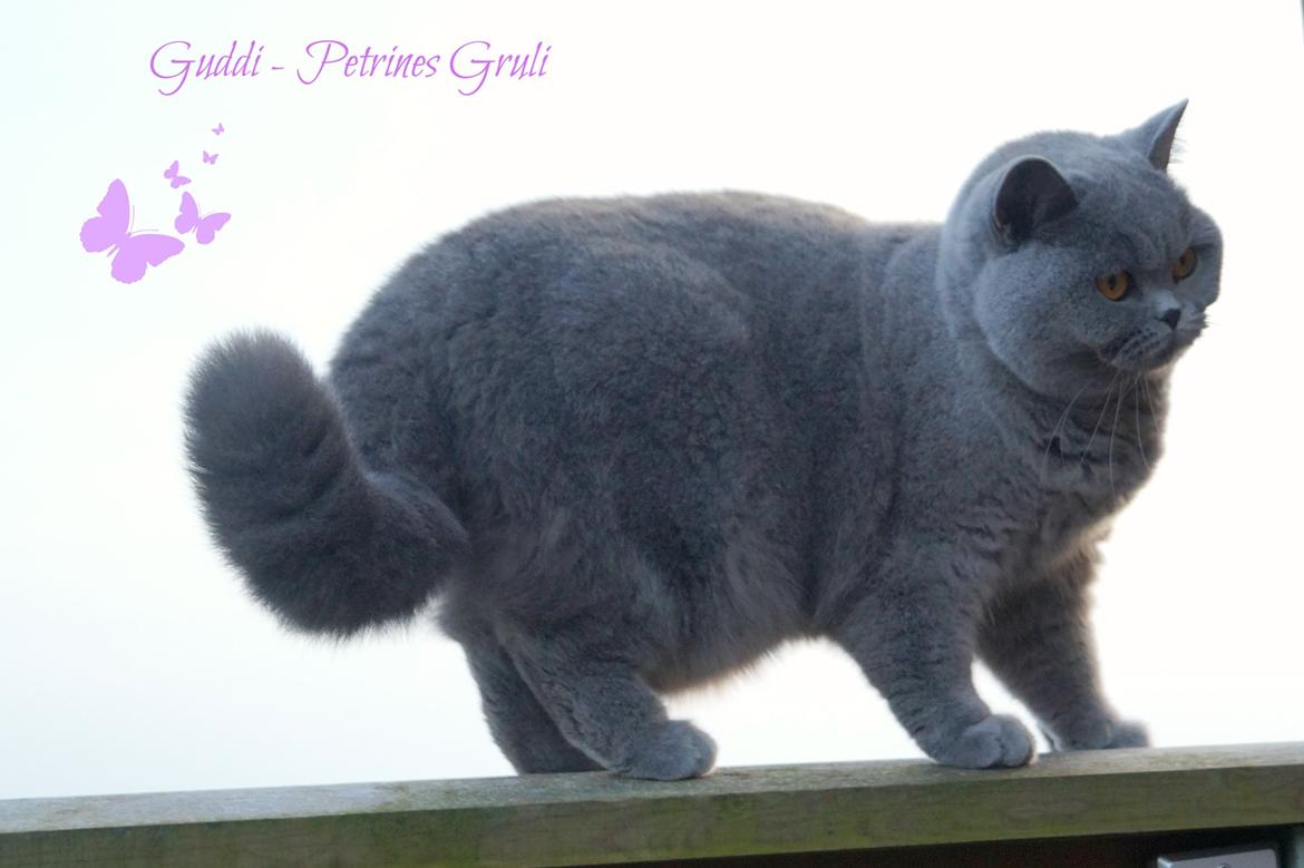 British Shorthair Guddi(Petrines Gurli) billede 1