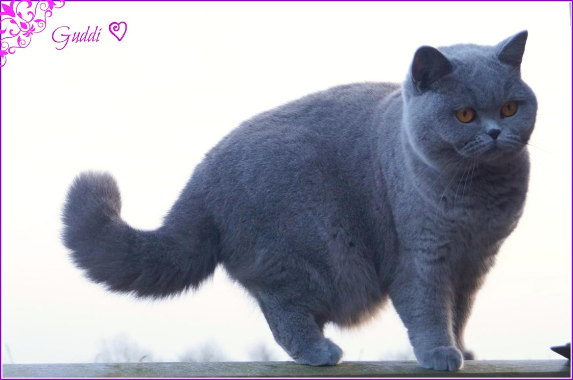 British Shorthair Guddi(Petrines Gurli) billede 3