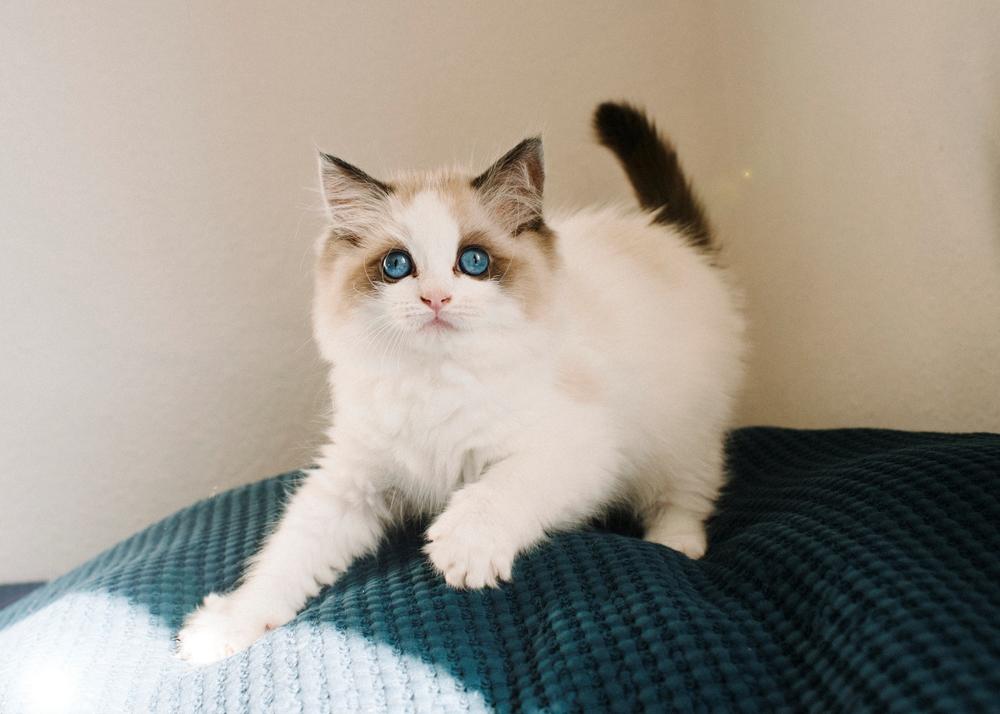 Ragdoll Cornelius (Seierø's Deluxe Edition) billede 4