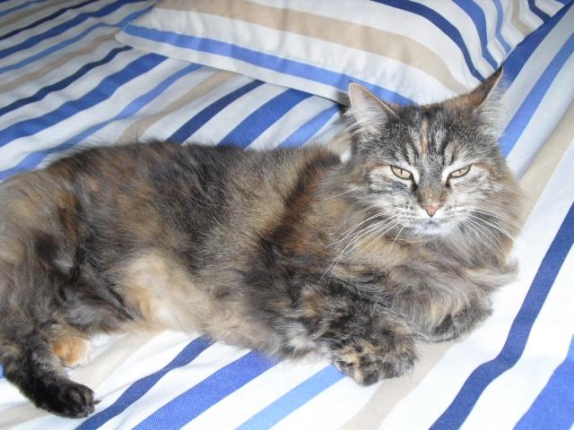 Blanding af racer mille billede 1