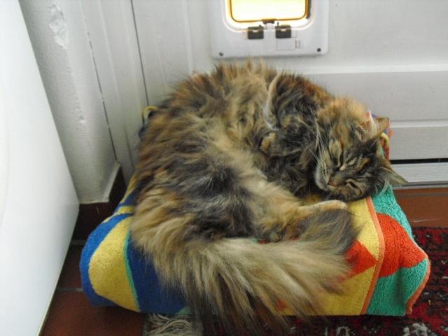 Blanding af racer mille billede 4