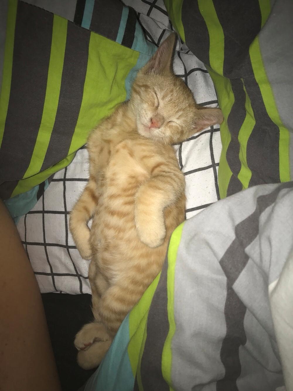 Huskat Pepsi billede 3