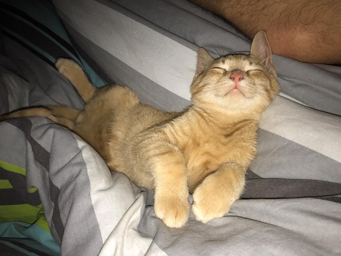 Huskat Pepsi billede 11