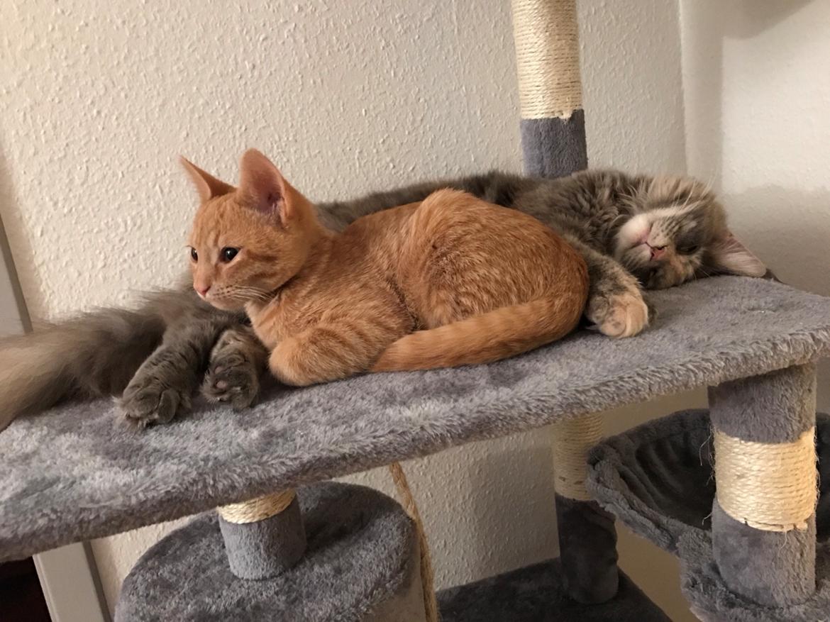 Huskat Pepsi billede 14